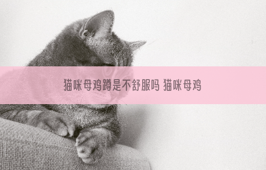 猫咪母鸡蹲是不舒服吗 猫咪母鸡蹲的原因是什么