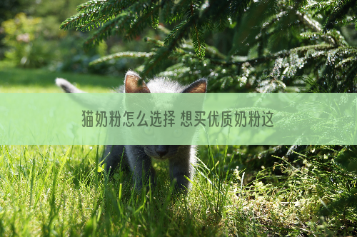 猫奶粉怎么选择 想买优质奶粉这样选！