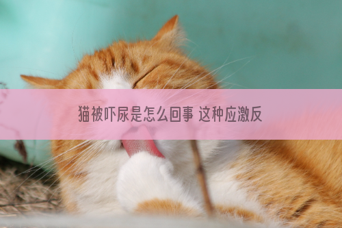 猫被吓尿是怎么回事 这种应激反应别忽视