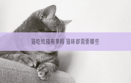 猫吃纸箱有事吗 猫咪都需要哪些营养你知道吗