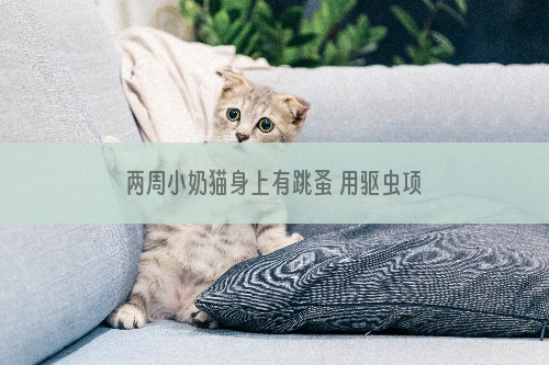 两周小奶猫身上有跳蚤 用驱虫项圈小心害死猫