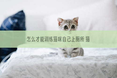 怎么才能训练猫咪自己上厕所 猫咪上厕所训练方法很重要！