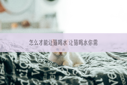 怎么才能让猫喝水 让猫喝水你需要掌握以下小技巧！