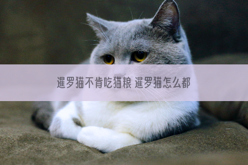 暹罗猫不肯吃猫粮 暹罗猫怎么都不愿意吃东西怎么办