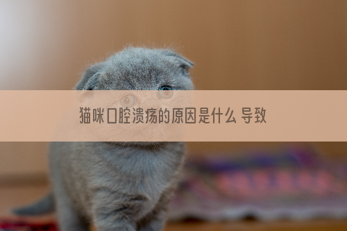 猫咪口腔溃疡的原因是什么 导致猫咪口腔溃疡的三大原因