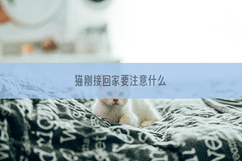 猫刚接回家要注意什么