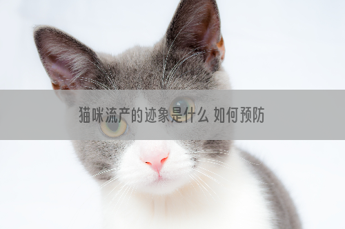 猫咪流产的迹象是什么 如何预防猫咪流产