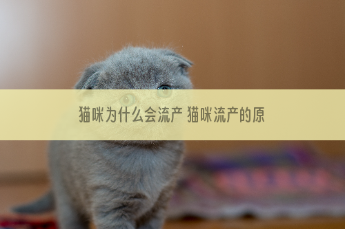 猫咪为什么会流产 猫咪流产的原因有哪些