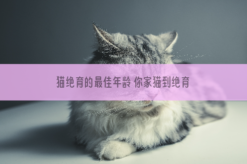 猫绝育的最佳年龄 你家猫到绝育年龄了吗