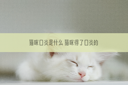 猫咪口炎是什么 猫咪得了口炎的症状你知道吗
