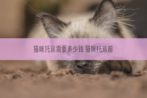 猫咪托运需要多少钱 猫咪托运前要准备什么
