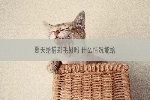 夏天给猫剃毛好吗 什么情况能给猫剃毛