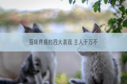 猫咪疼痛的四大表现 主人千万不能掉以轻心