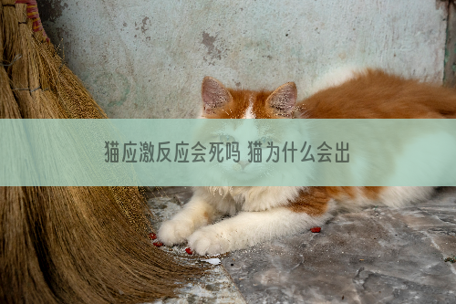 猫应激反应会死吗 猫为什么会出现应激反应