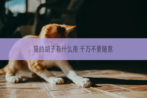 猫的胡子有什么用 千万不要随意剪掉猫咪的胡须