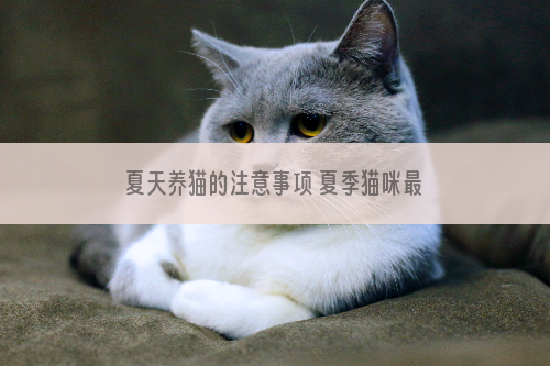 夏天养猫的注意事项 夏季猫咪最全护理手册