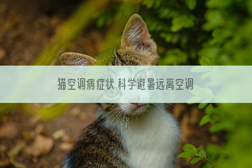 猫空调病症状 科学避暑远离空调病