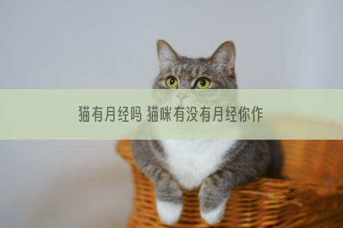 猫有月经吗 猫咪有没有月经你作为主人都不清楚吧！