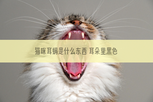 猫咪耳螨是什么东西 耳朵里黑色的东西就是耳螨吗