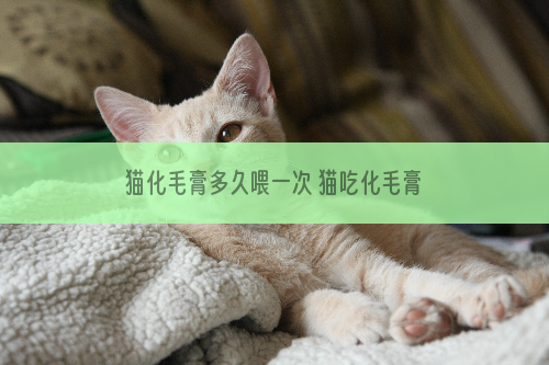 猫化毛膏多久喂一次 猫吃化毛膏要注意什么