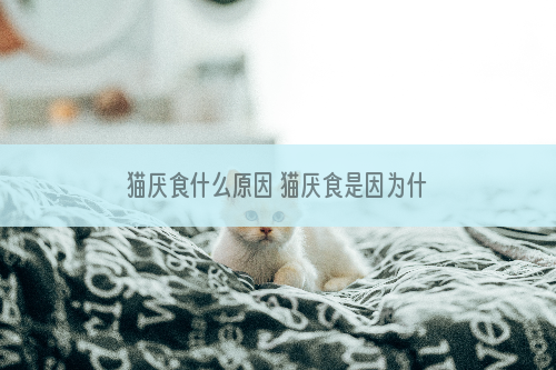 猫厌食什么原因 猫厌食是因为什么而引起主人必须知道呀！