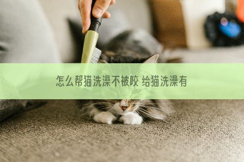怎么帮猫洗澡不被咬 给猫洗澡有技巧