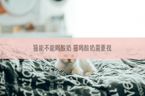 猫能不能喝酸奶 猫喝酸奶需要视情况而定！