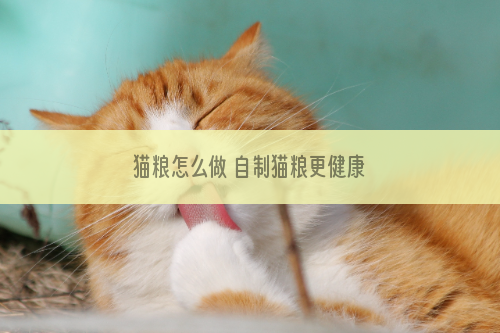 猫粮怎么做 自制猫粮更健康