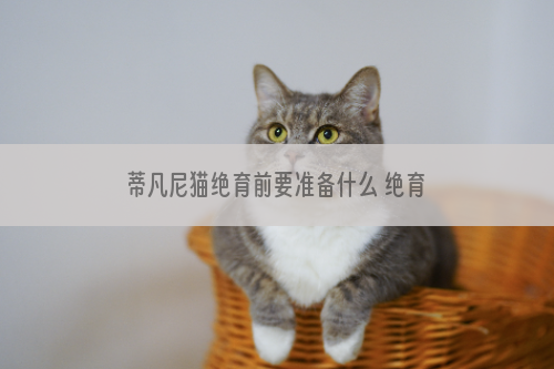 蒂凡尼猫绝育前要准备什么 绝育前需要的你都准备好了吗