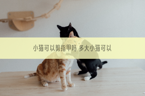 小猫可以剪指甲吗 多大小猫可以剪指甲
