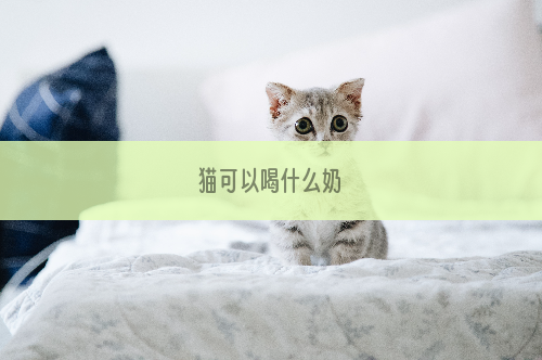 猫可以喝什么奶