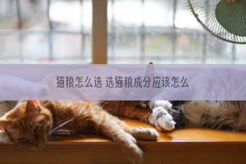 猫粮怎么选 选猫粮成分应该怎么看