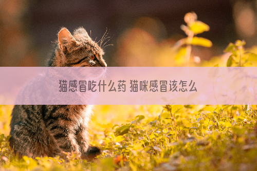 猫感冒吃什么药 猫咪感冒该怎么吃药你都知道吗