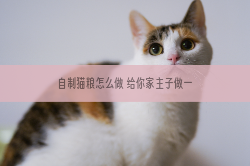 自制猫粮怎么做 给你家主子做一做吧！