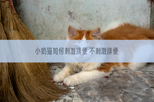 小奶猫如何刺激排便 不刺激排便猫会死吗