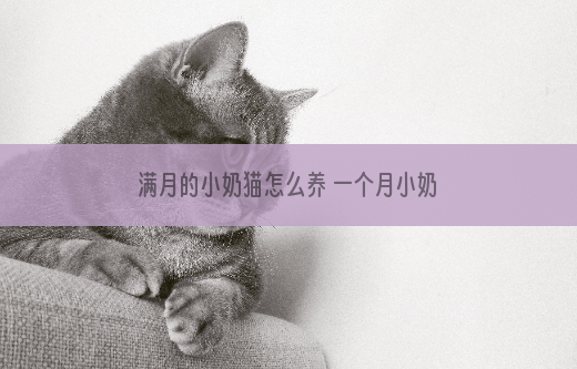满月的小奶猫怎么养 一个月小奶猫饲养事项