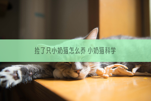 捡了只小奶猫怎么养 小奶猫科学喂养需知