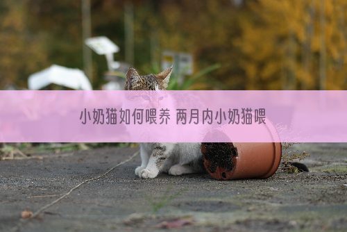 小奶猫如何喂养 两月内小奶猫喂养攻略