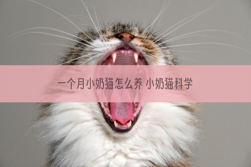 一个月小奶猫怎么养 小奶猫科学喂养攻略