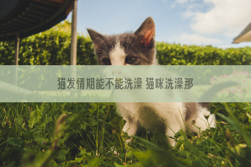 猫发情期能不能洗澡 猫咪洗澡那些事