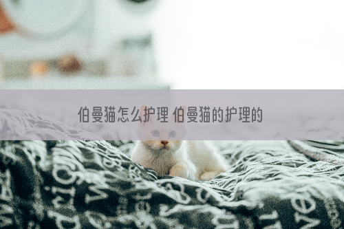 伯曼猫怎么护理 伯曼猫的护理的注意事项