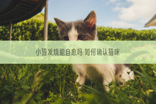 小猫发烧能自愈吗 如何确认猫咪是否发烧