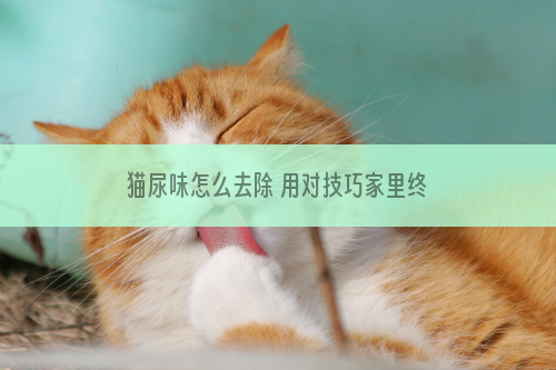 猫尿味怎么去除 用对技巧家里终于不臭了