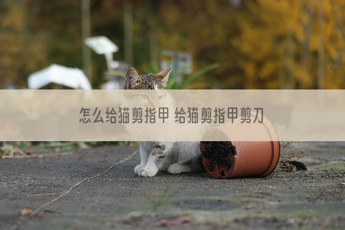 怎么给猫剪指甲 给猫剪指甲剪刀血线了怎么办