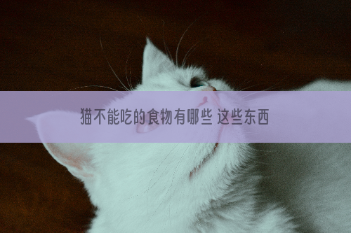 猫不能吃的食物有哪些 这些东西一定不能给猫吃