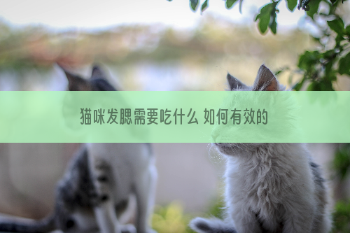猫咪发腮需要吃什么 如何有效的帮助猫咪发腮