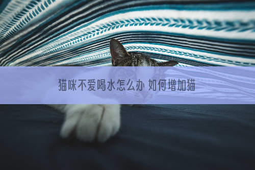 猫咪不爱喝水怎么办 如何增加猫咪的饮水量