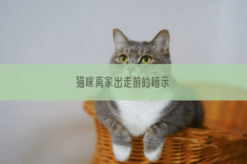 猫咪离家出走前的暗示