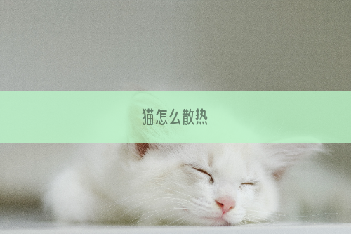 猫怎么散热