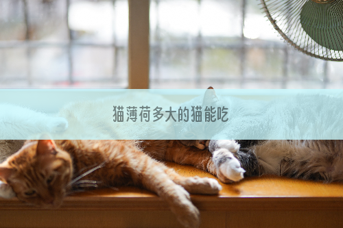 猫薄荷多大的猫能吃